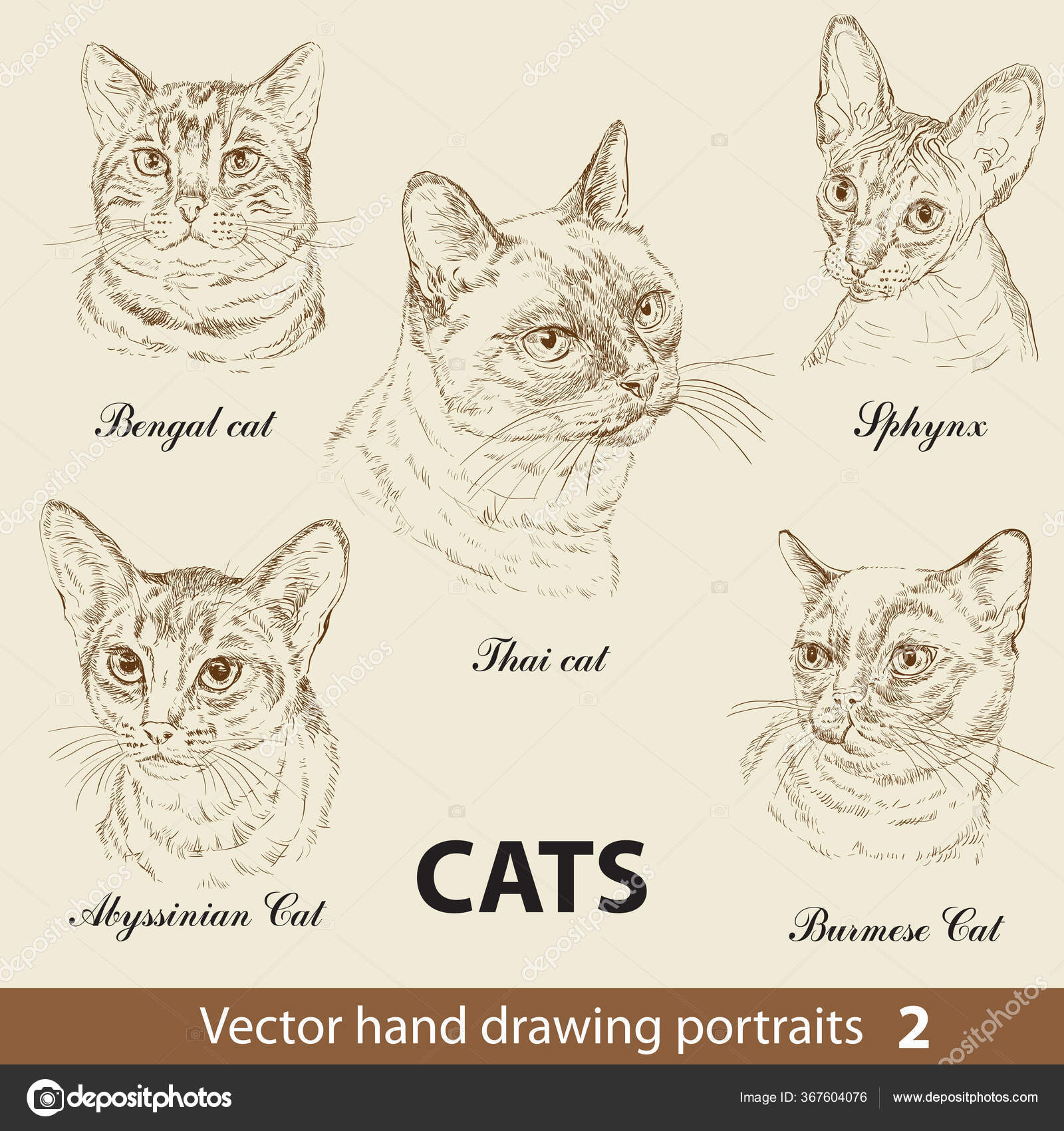 Jogo Desenho Mão Umas Raças Gatos Puras Cabeças Gato Isoladas imagem  vetorial de Alinart© 367604076